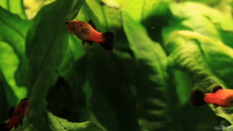 Javafarn von Marcel Stübs (3)