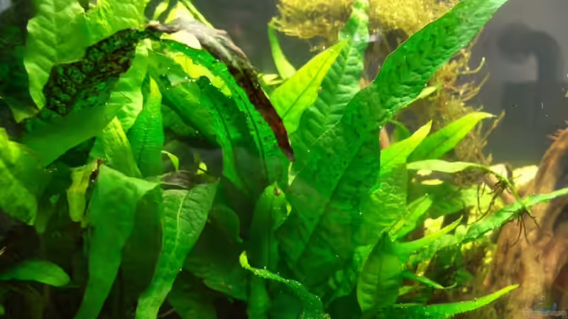 javafarn von Marmax (15)