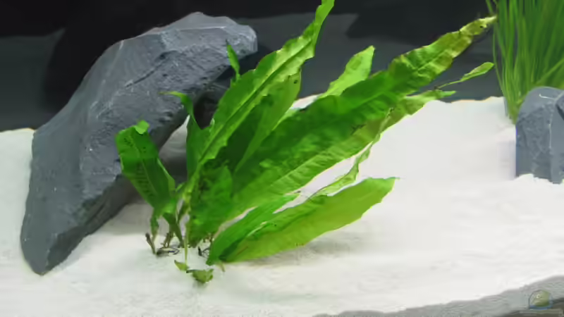 Javafarn von Mazdeur (10)