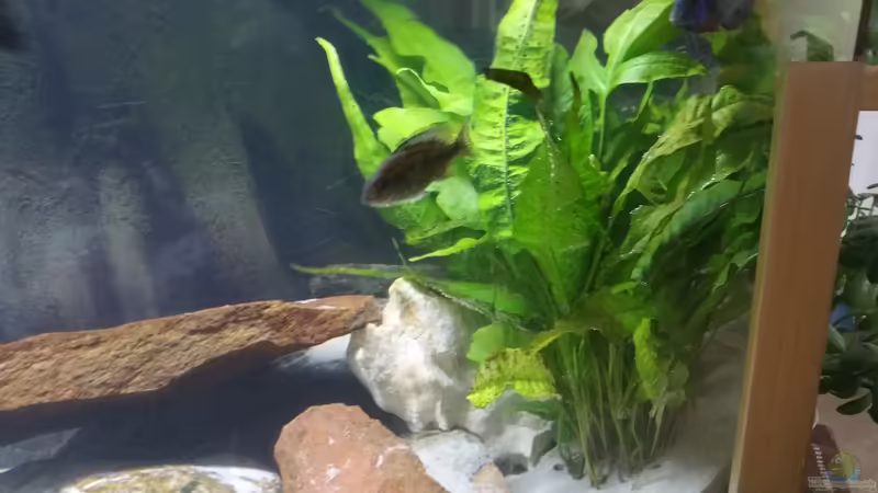 Javafarn von Mia Sun (5)