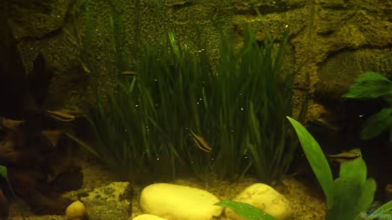 Javafarn von Michael Bamberger (5)