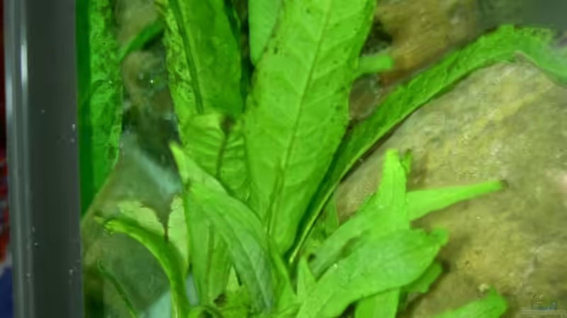 Javafarn von Michael Eberhardt (10)