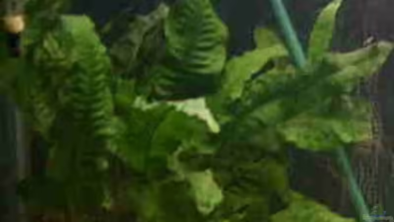 Javafarn von Monika Thiele (10)