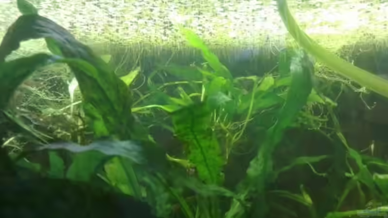 Javafarn von Morten (3)