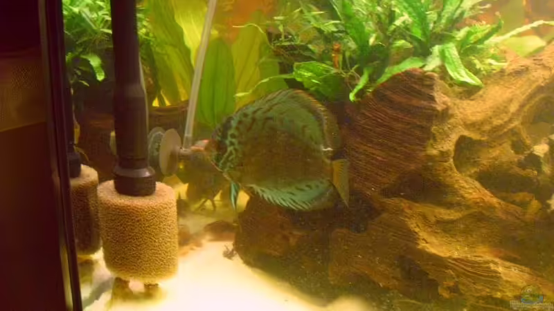 Javafarn von nemo0109 (10)