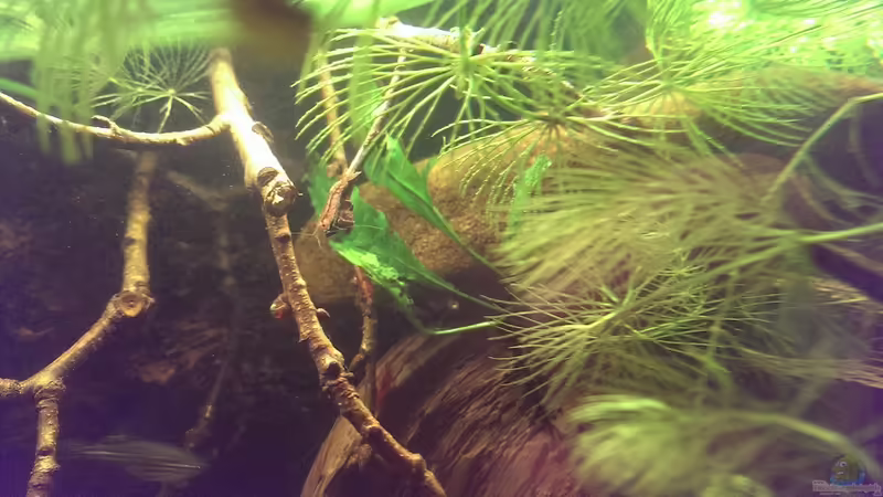 Javafarn von Niklas125 (11)