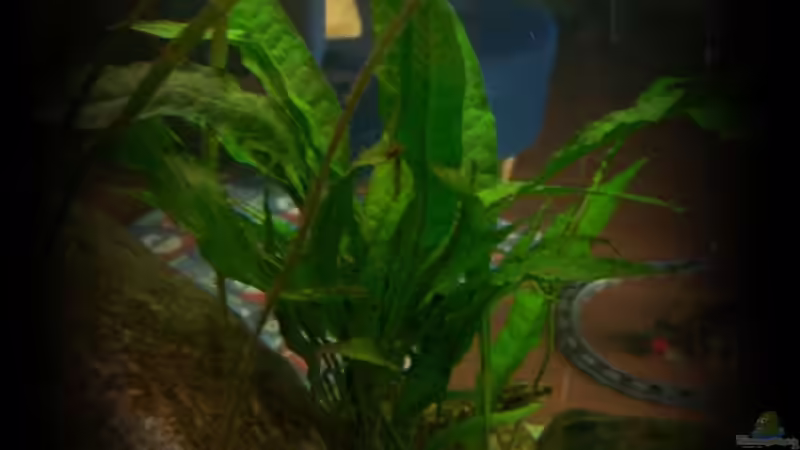 Javafarn von nilsuwesohn (7)