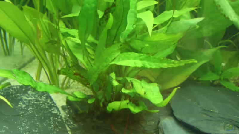 Javafarn von Obi (3)