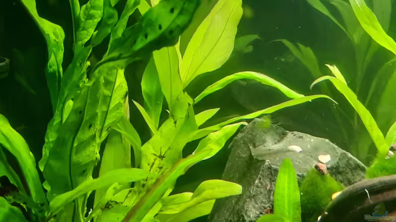 Javafarn von okefenokee (42)