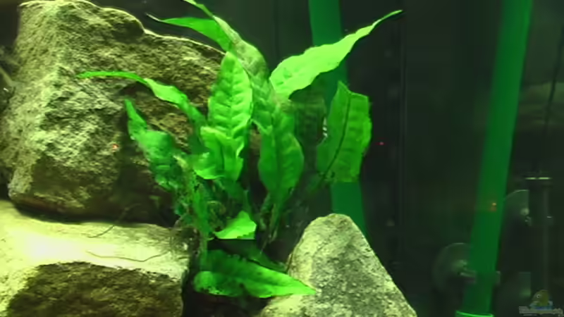 Javafarn von Olli N. (8)