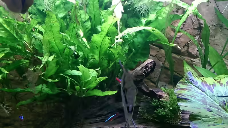 Javafarn von Ottche (114)