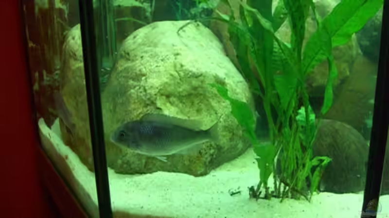 Javafarn von Pascal Lehmann (4)