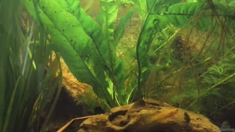 Javafarn von Patrick Scheffer (10)