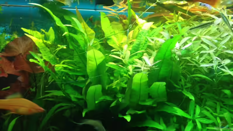 Javafarn von Pflanzenbecken (11)