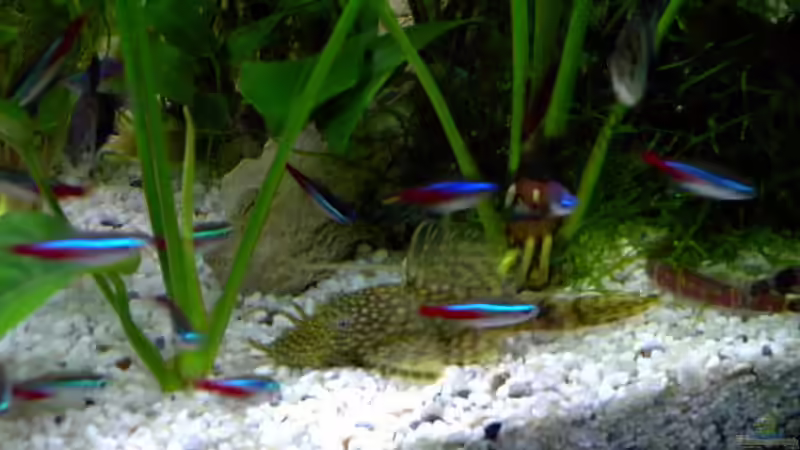 Javafarn von Philipp Clodt (4)