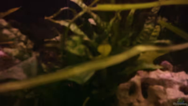 Javafarn von Philipp Clodt (5)