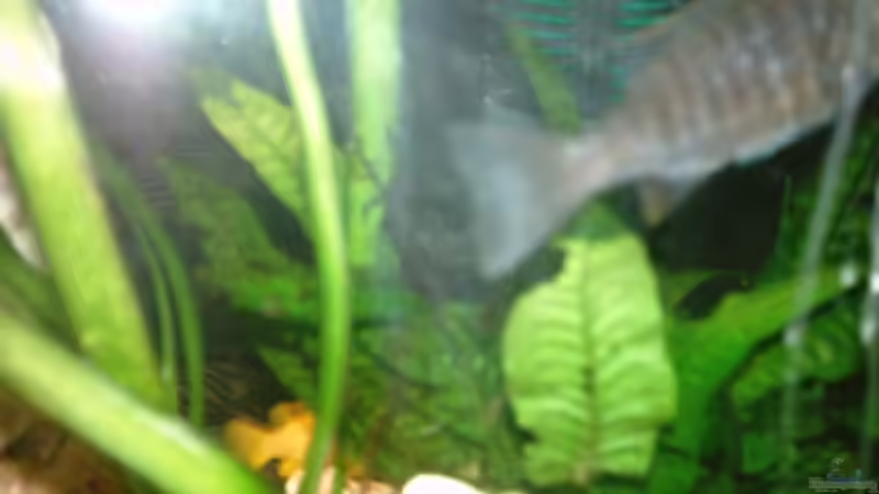 Javafarn von Philipp Clodt (6)