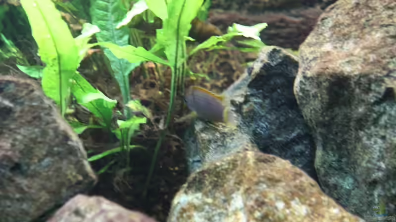 Javafarn von Philosoph (16)