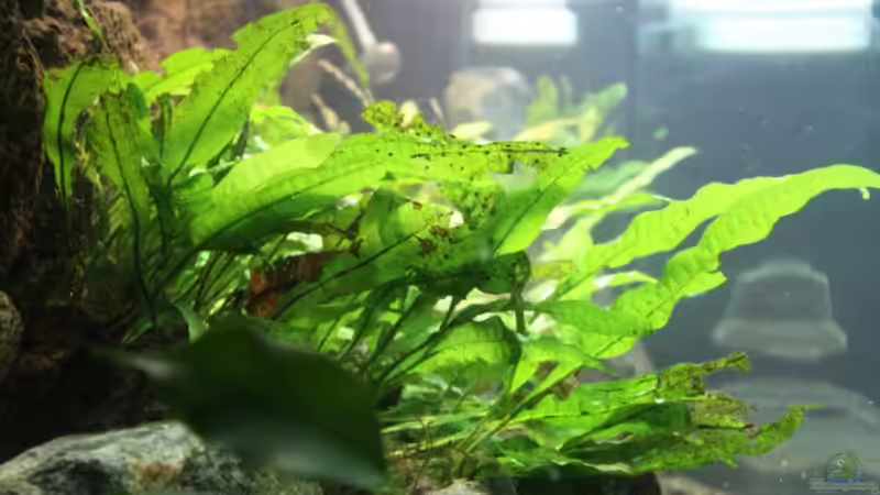 Javafarn von Philosoph (18)