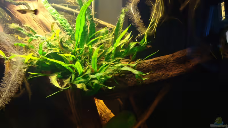 Javafarn von Pülschi 87 (23)