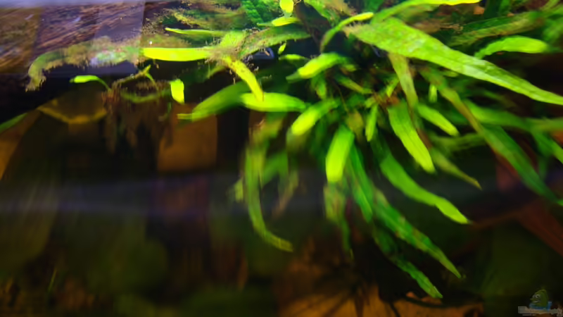 Javafarn von Pülschi 87 (25)