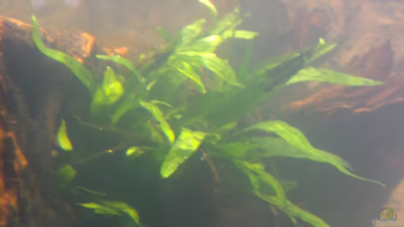 Javafarn von raubsau (123)