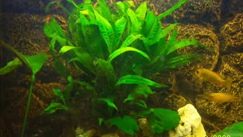 javafarn von Rene Nolting (6)