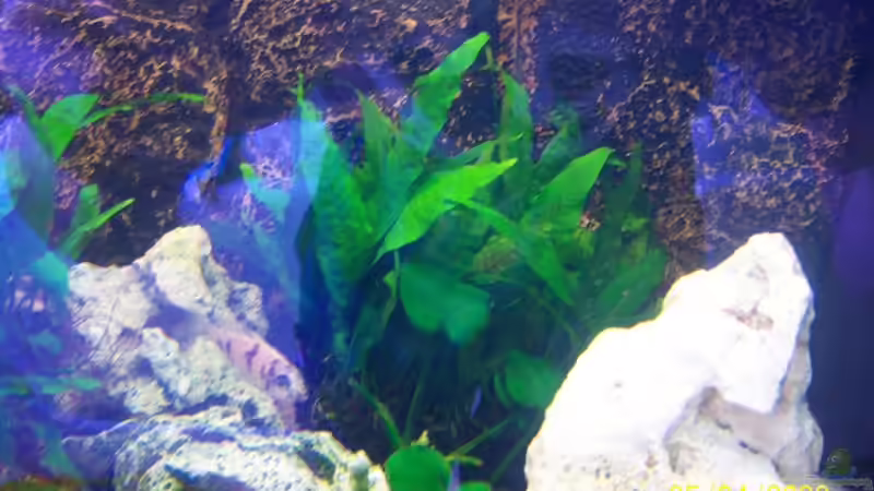 javafarn von Rene Nolting (8)