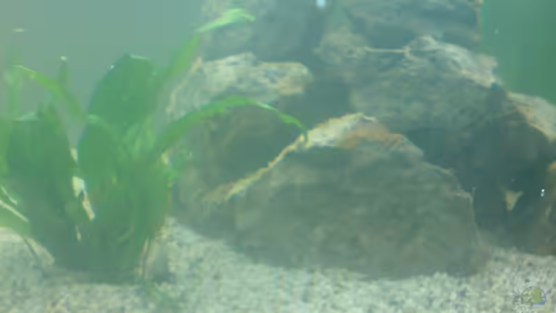 Javafarn von Ronny Eisenberg (4)