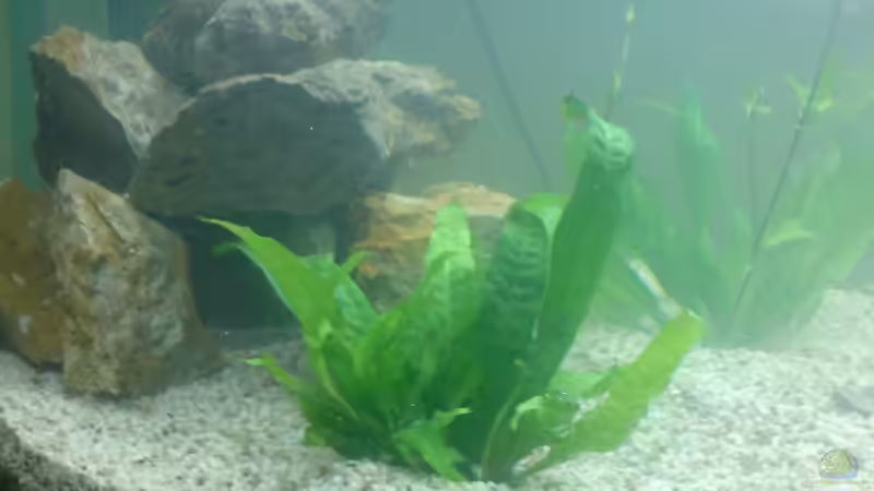 Javafarn von Ronny Eisenberg (6)