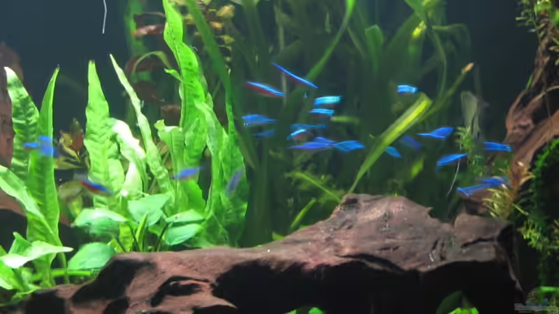 Javafarn von Sabrina Plankensteiner (30)