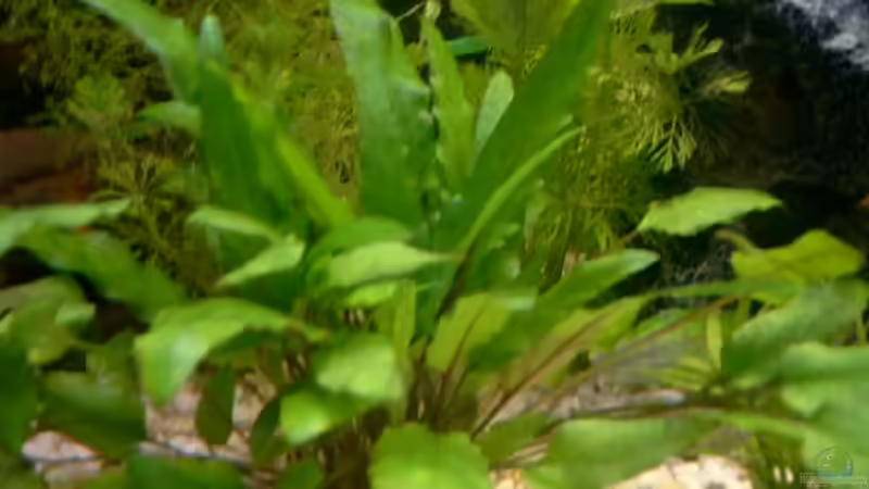 Javafarn von Sean & Fynn (5)