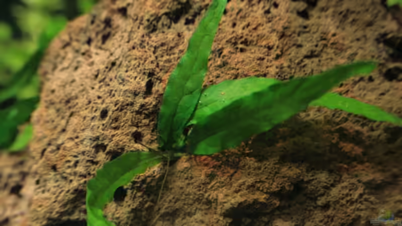 Javafarn von StefanE. (5)