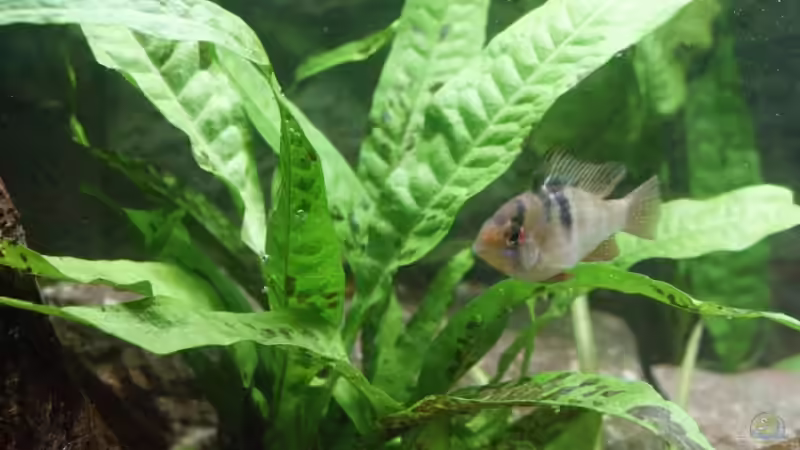 Javafarn von Thomas Rengier (8)