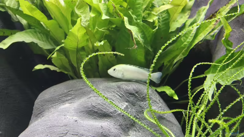 Javafarn von Vision112 (8)