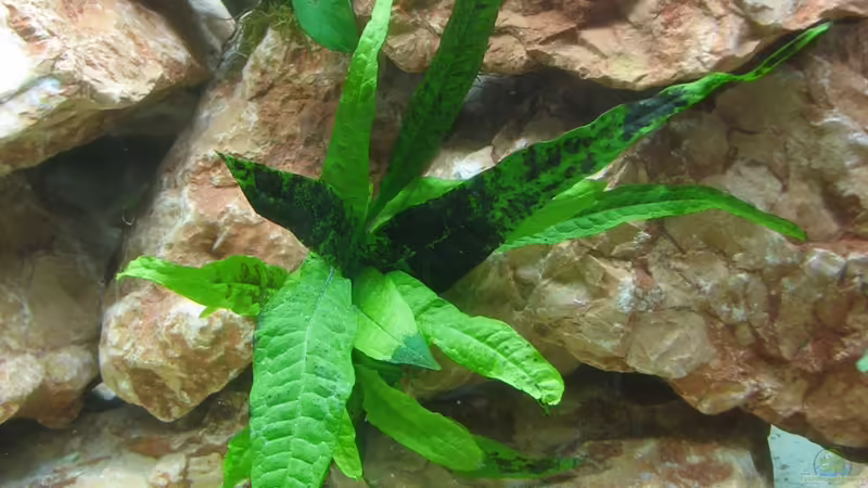 Javafarn von WSP (13)