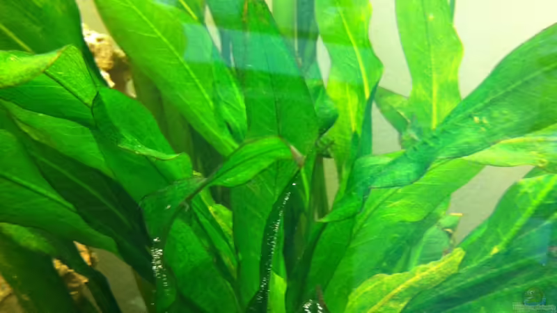 Javafarn von Yejo (6)