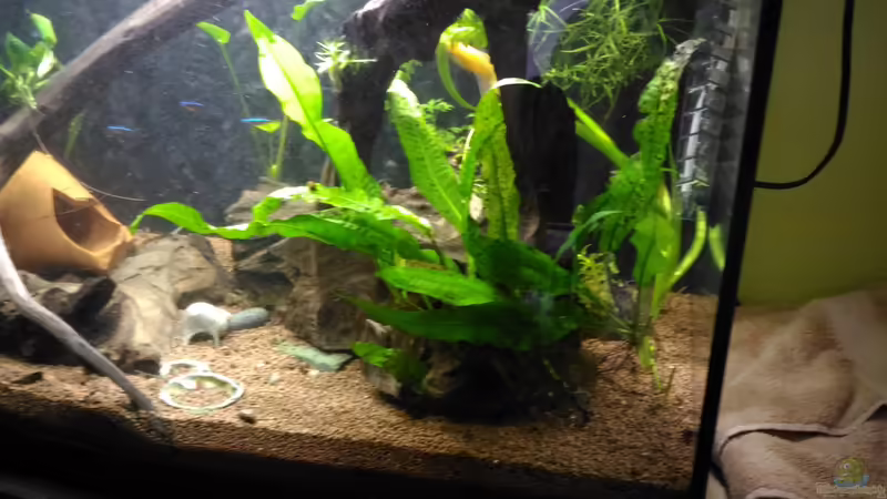 Javafarn von Zomic (4)