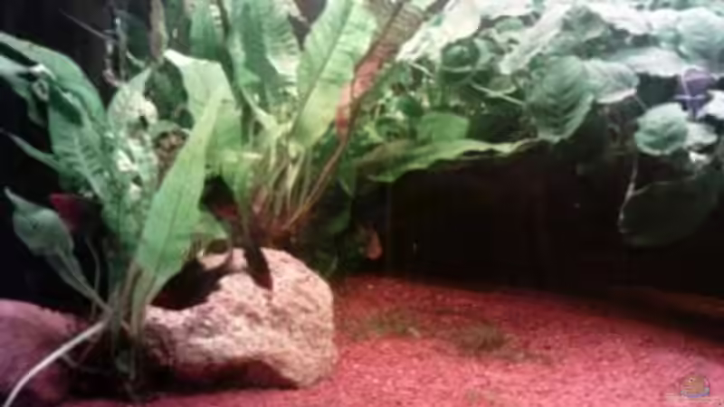 Javafarn vorm Filter auf Steine gebunden von Greedo (6)