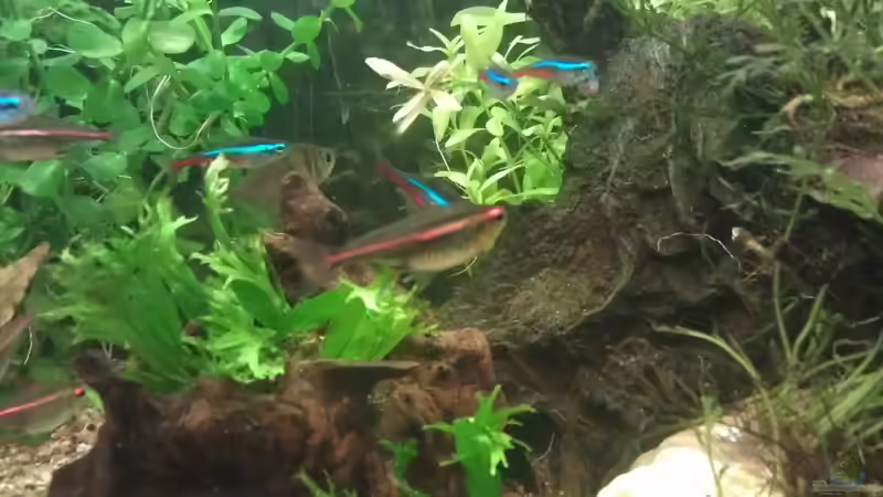 Javafarn WINDELOV   	Microsorum pteropus Windelov von Cristian (6)