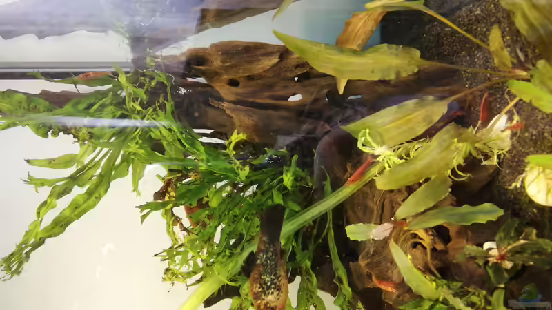 Javafarn windelov und Cryptocoryne wendtii von martini_g (3)