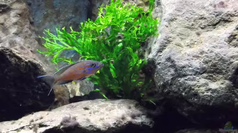 Javafarn ´Windelov´ von Baeltes (7)