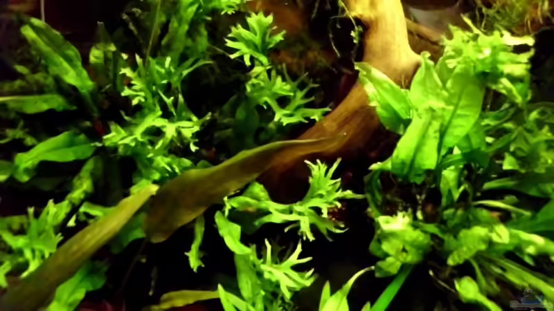 Javafarn Windelov von die Perle... (16)