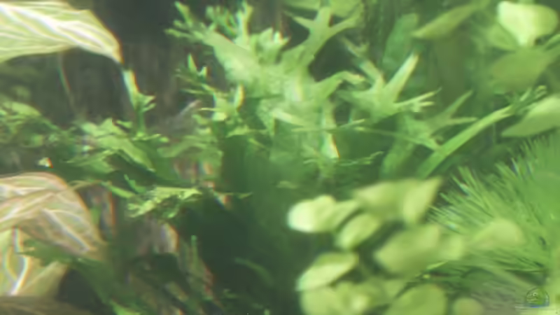 Javafarn Windelov von Dschinn (34)