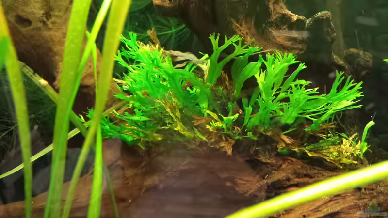 javafarn windelov von NRW (18)