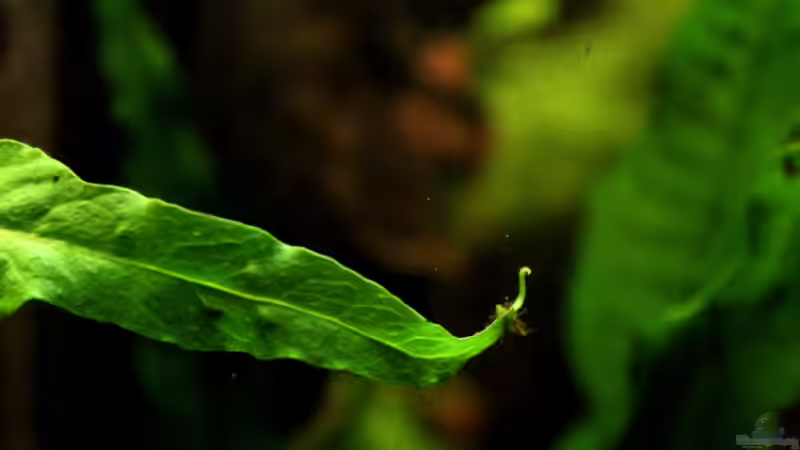 Javafarnableger, wie sie sich an vielen Blättern bilden von Annika (23)