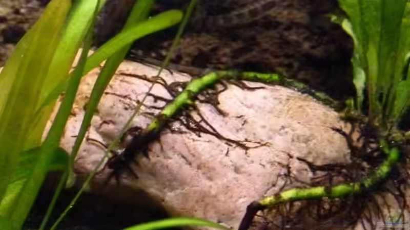 Javafarnableger und Vallisnerie von Malawilike (5)