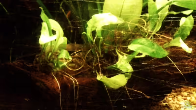 javafarnableger von Babsi Aud (24)