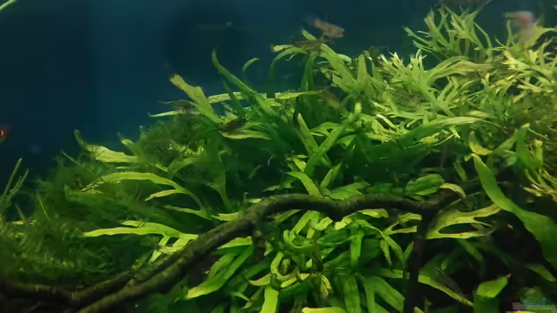 Javafarne...  von Grünhexe (136)