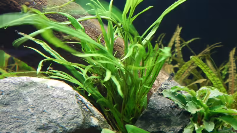 Javafarne habe ich teilweise nur in Spalten geklemmt von Merotheq (36)